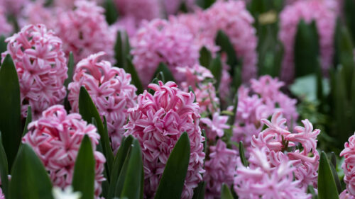 Cómo cuidar el jacinto (Hyacinthus orientalis)