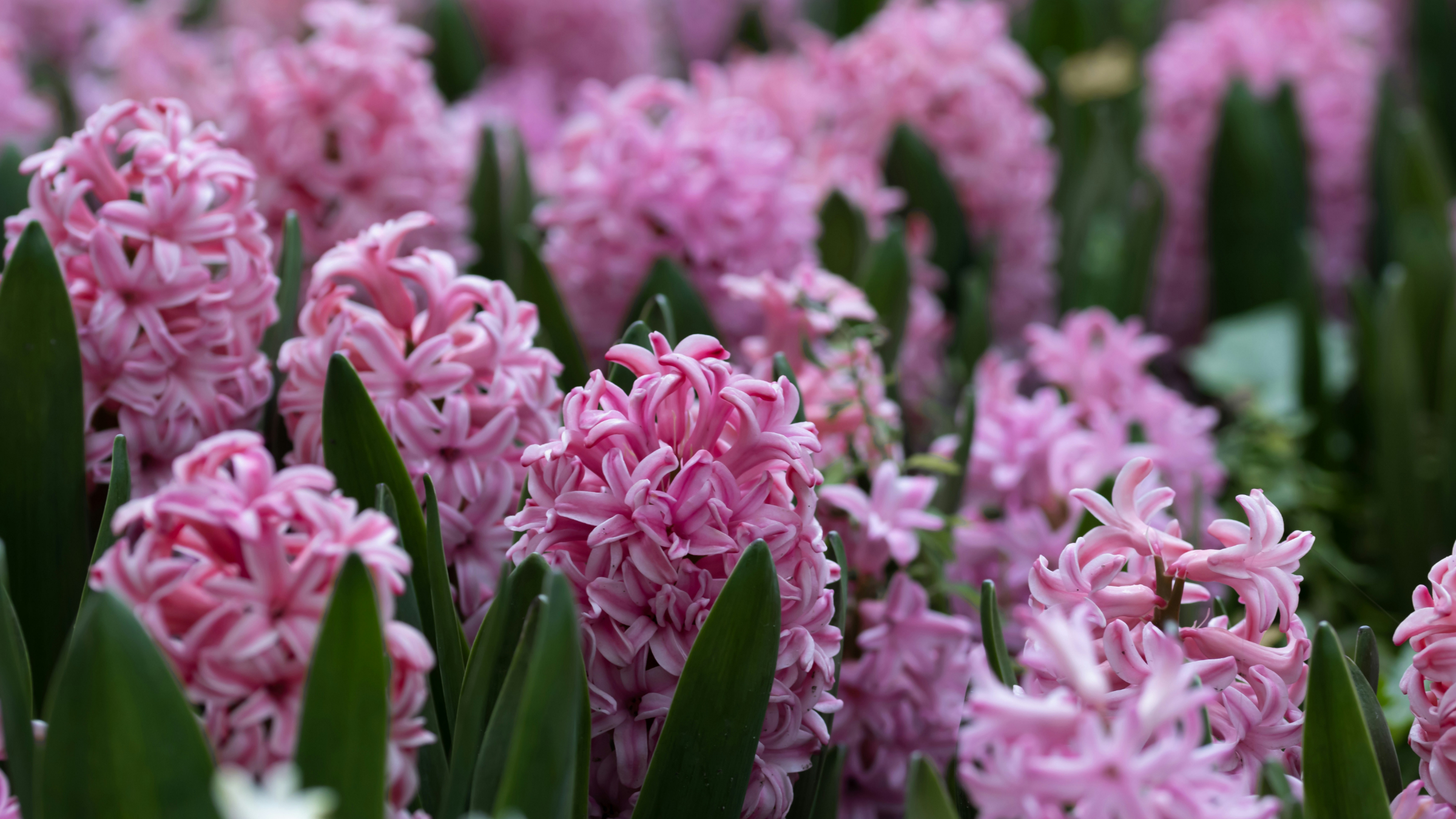 Jacinto (Hyacinthus orientalis)