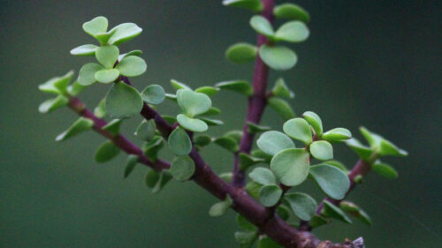 Cómo cuidar el jade enano (Portulacaria afra)