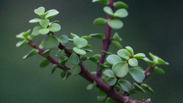 Cómo cuidar el jade enano (Portulacaria afra)