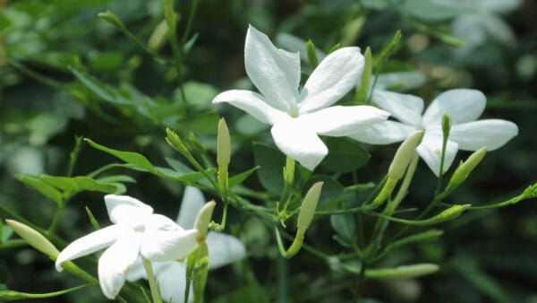 Cómo cuidar el jazmín común (Jasminum officinale)