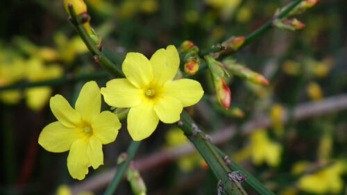 Cómo cuidar el jazmín de invierno (Jasminum nudiflorum)