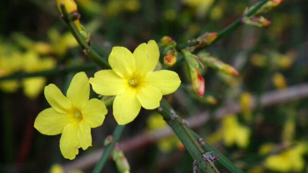 Cómo cuidar el jazmín de invierno (Jasminum nudiflorum)