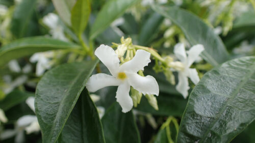 Cómo cuidar el jazmín estrellado (Trachelospermum jasminoides)