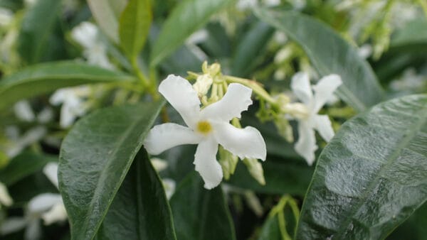 Cómo cuidar el jazmín estrellado (Trachelospermum jasminoides)