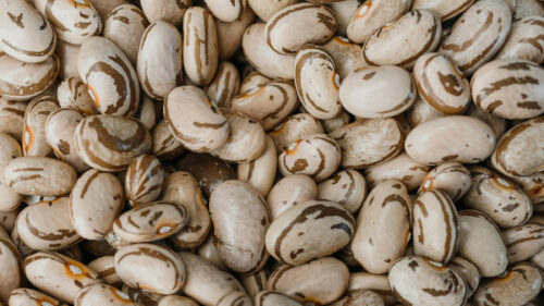 Cómo cuidar la judía común (Phaseolus vulgaris)