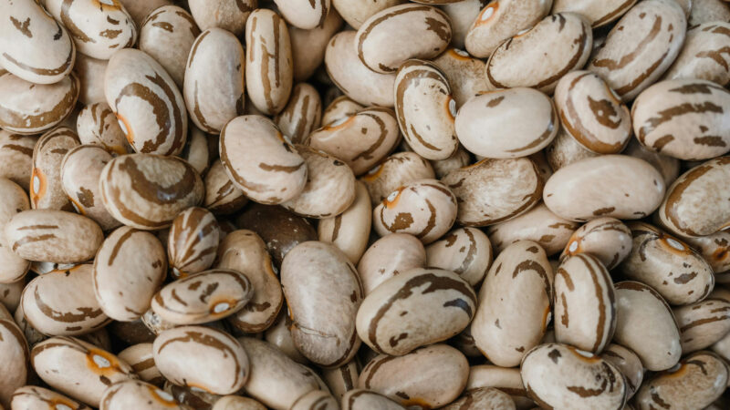 Cómo cuidar la judía común (Phaseolus vulgaris)