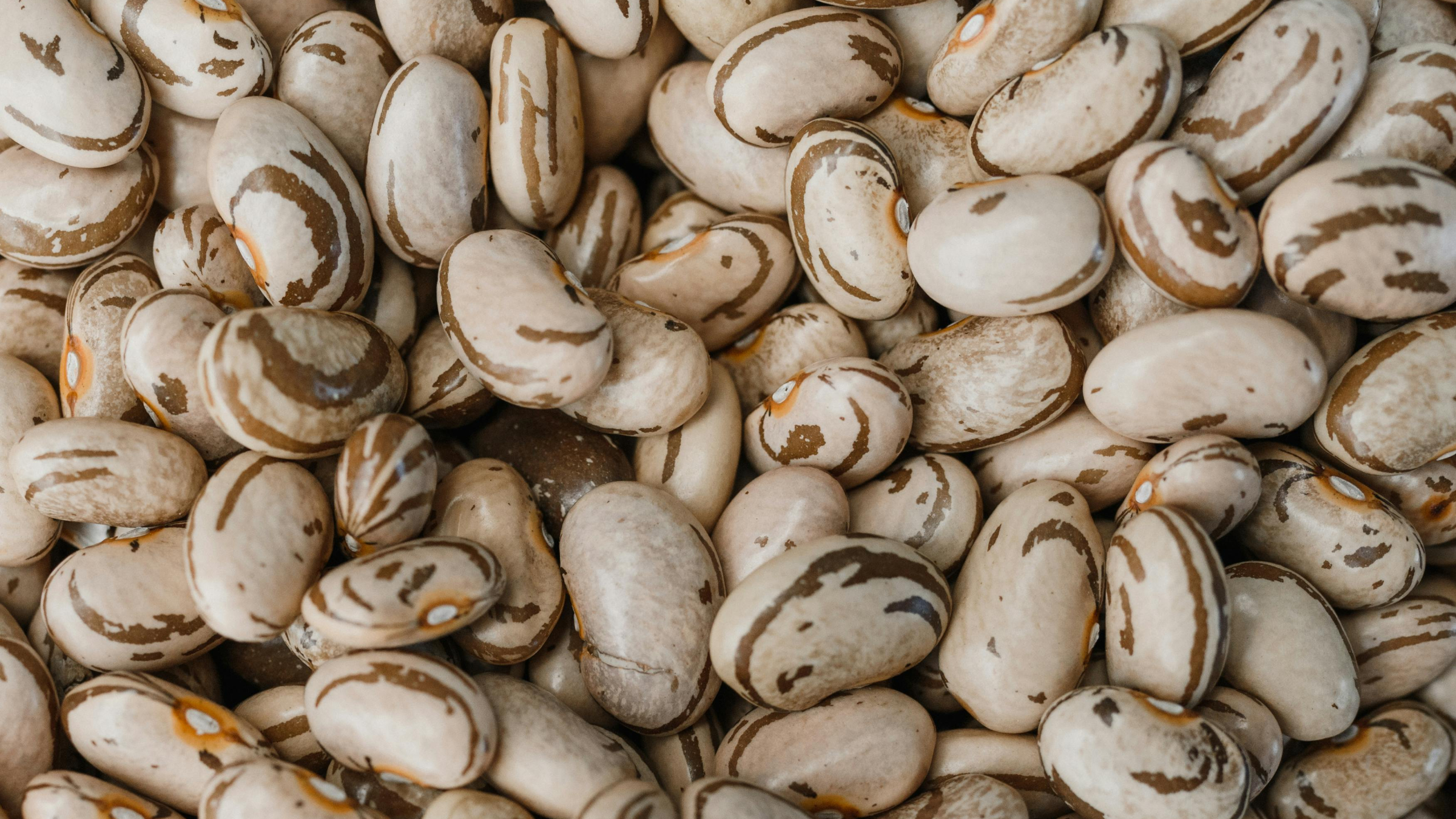 Judía (Phaseolus vulgaris)