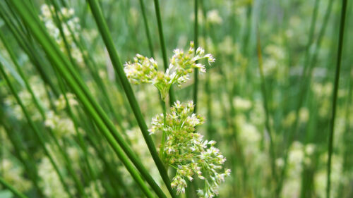 Cómo cuidar el junco blando (Juncus effusus)