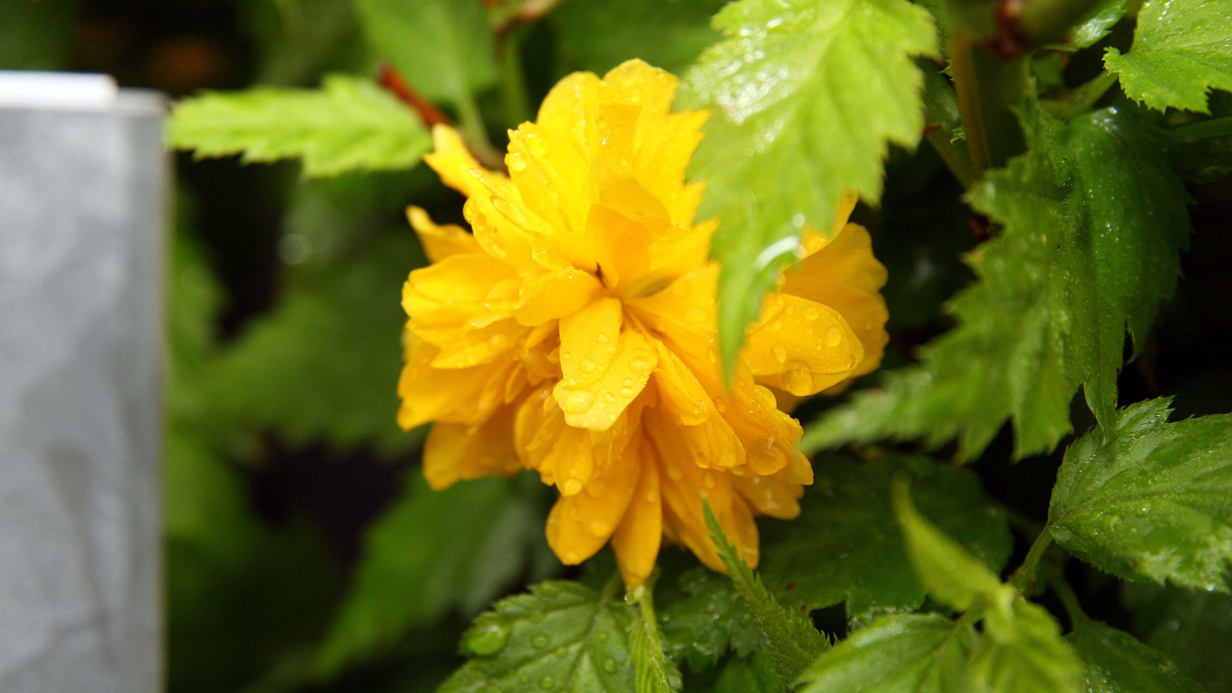 Kerria (Kerria japonica)