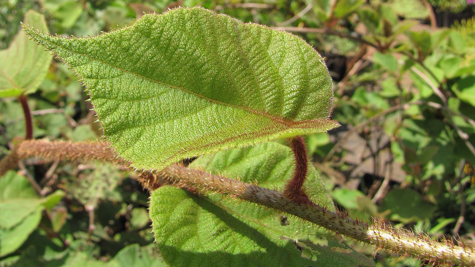 Kiwi (Actinidia deliciosa)