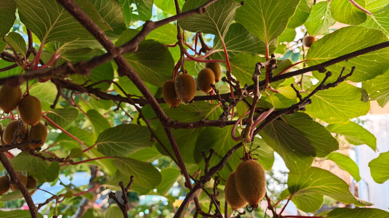 Cómo cuidar el kiwi (Actinidia deliciosa)
