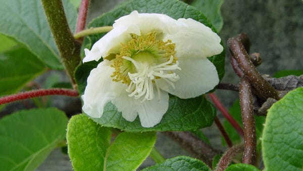 Cómo cuidar el kiwi (Actinidia deliciosa)