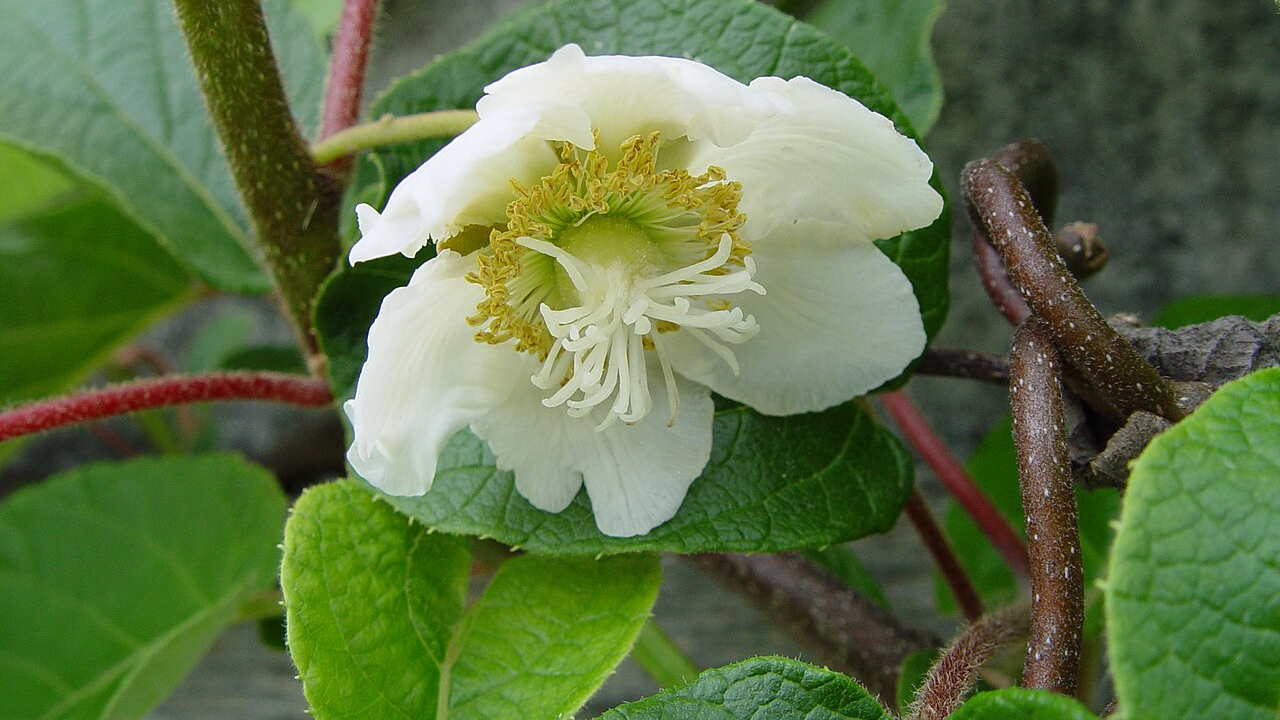 Kiwi (Actinidia deliciosa)