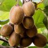 Cómo cuidar el kiwi (Actinidia deliciosa)