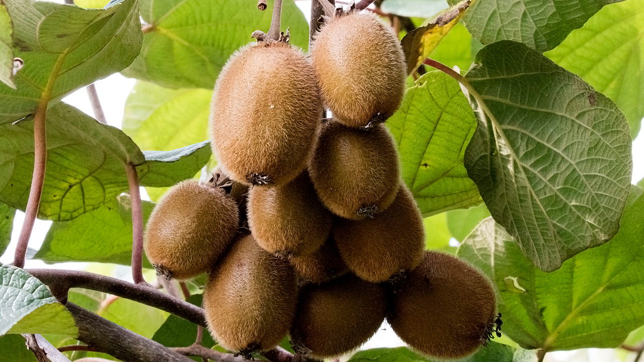 Kiwi (Actinidia deliciosa)