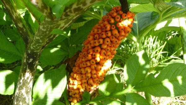 Cómo cuidar el konjac (Amorphophallus konjac)