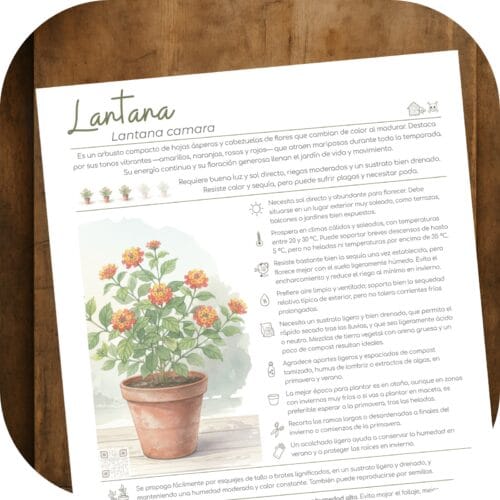 Cómo cuidar la lantana (Lantana camara)