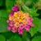 Cómo cuidar la lantana (Lantana camara)