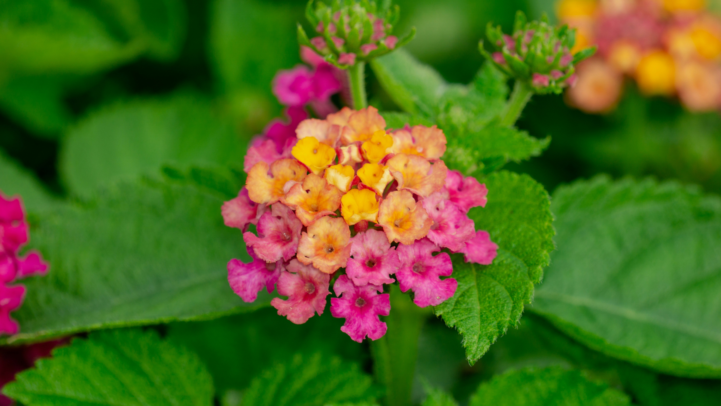 Lantana (Lantana camara)
