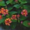 Cómo cuidar la lantana (Lantana camara)