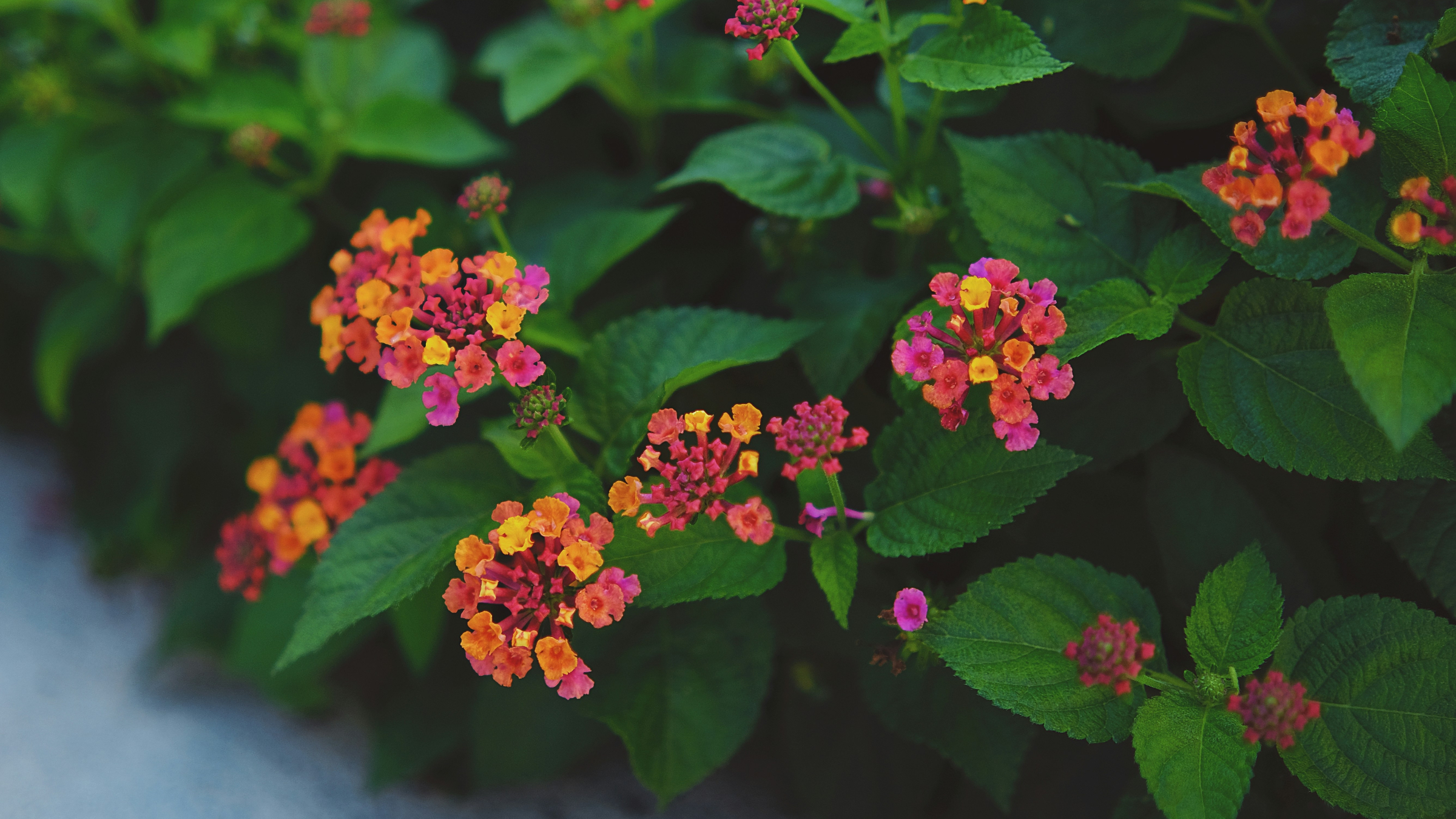 Lantana (Lantana camara)