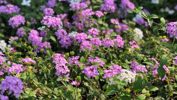 Cómo cuidar la lantana (Lantana camara)