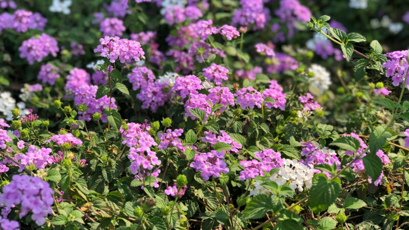 Cómo cuidar la lantana (Lantana camara)