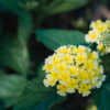 Cómo cuidar la lantana (Lantana camara)