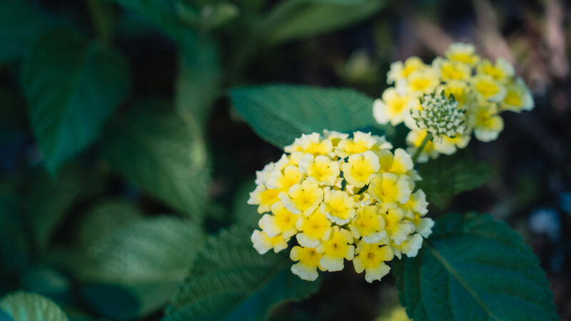 Cómo cuidar la lantana (Lantana camara)