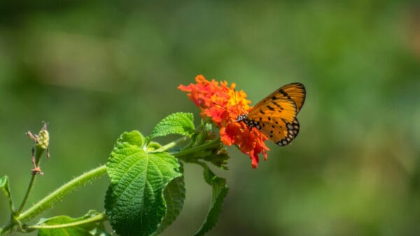 Cómo cuidar la lantana (Lantana camara)