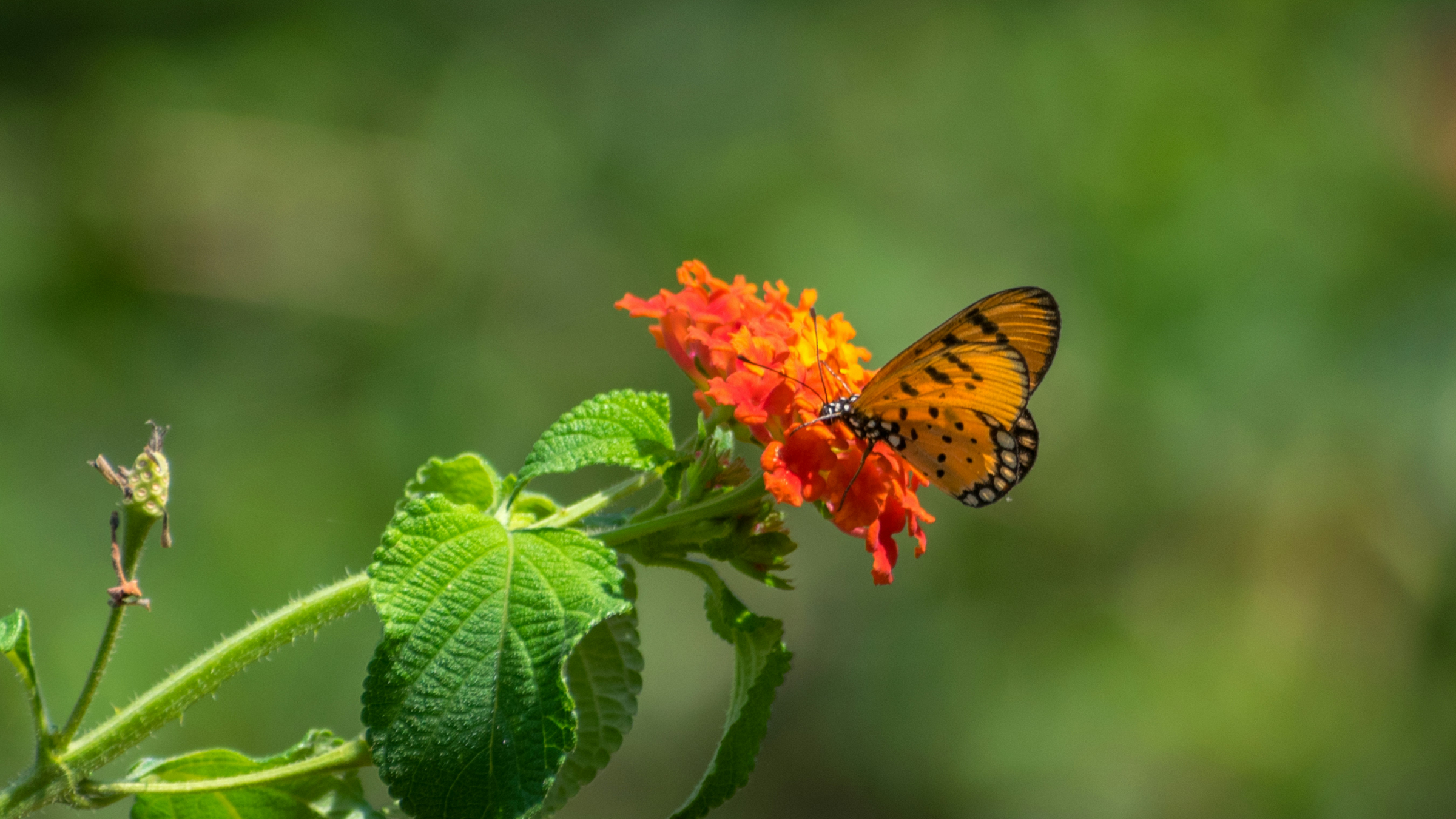 Lantana (Lantana camara)