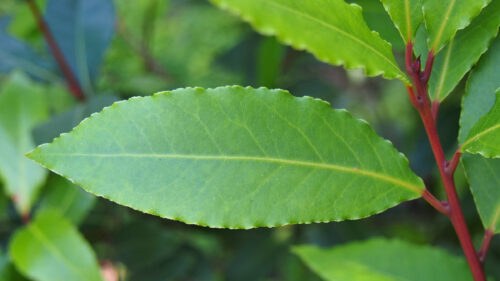Cómo cuidar el laurel (Laurus nobilis)