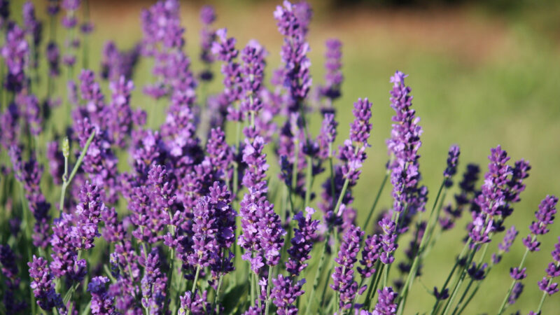 Cómo cuidar la lavanda (Lavandula angustifolia)