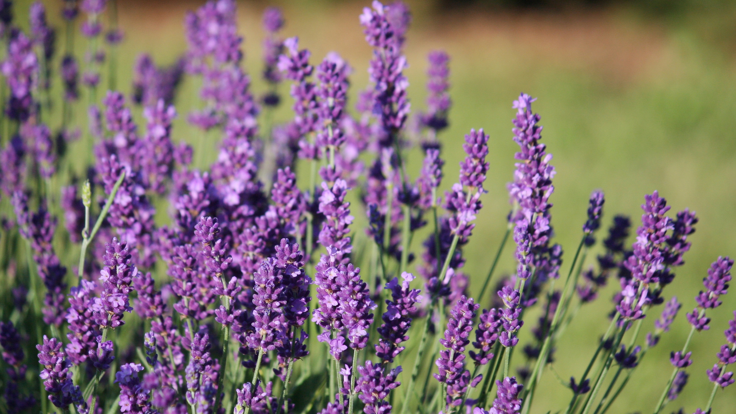 Lavanda (Lavandula angustifolia)