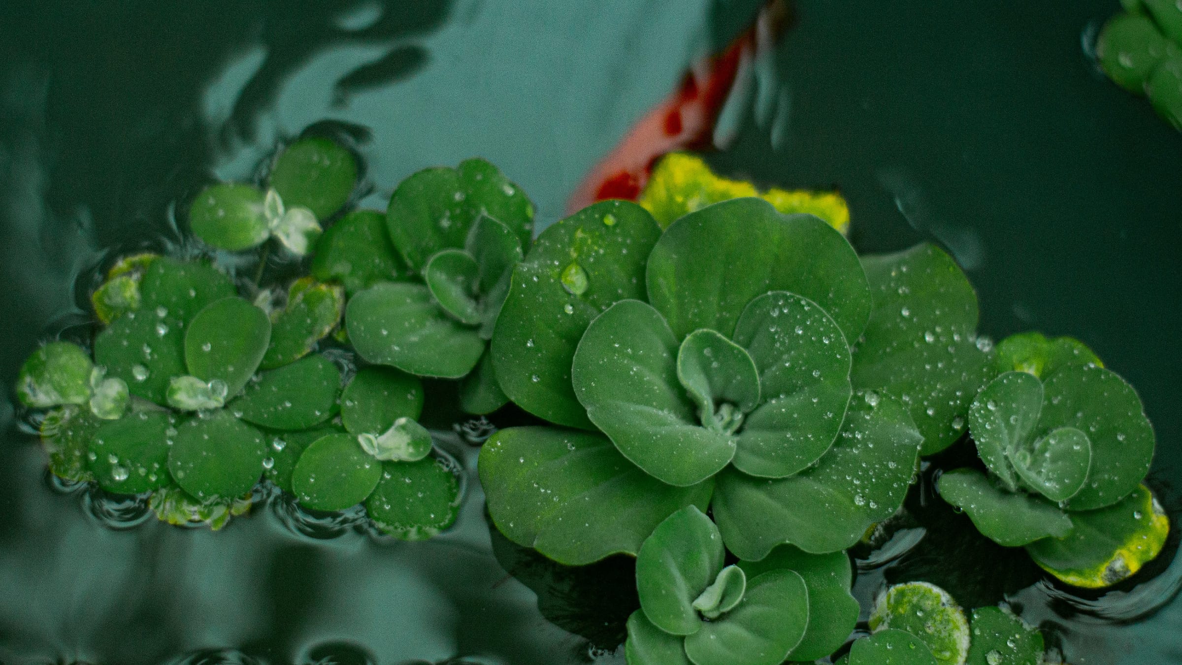Lechuga de agua (Pistia stratiotes)