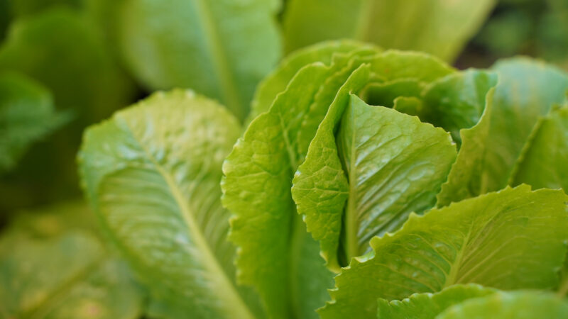 Cómo cuidar la lechuga (Lactuca sativa)