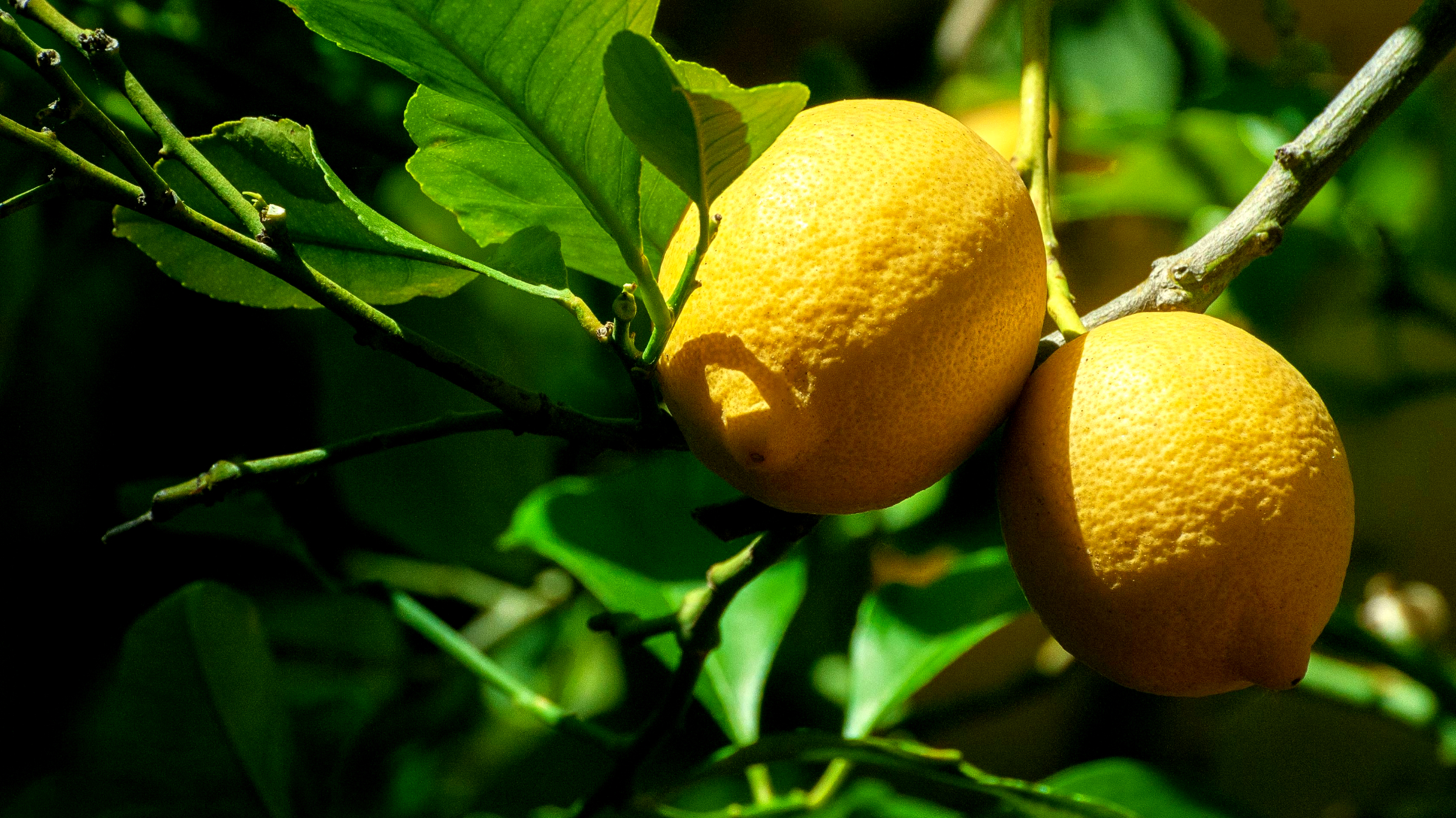 Limonero (Citrus limon)