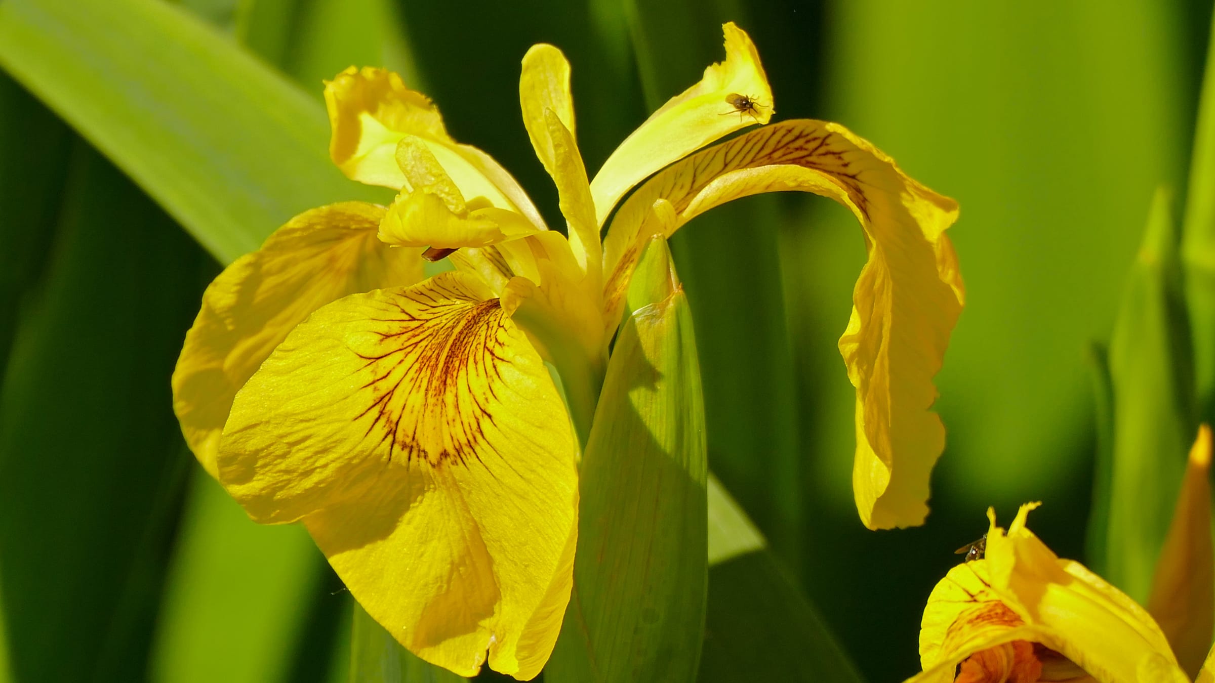 Lirio amarillo (Iris pseudacorus)