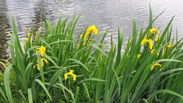 Cómo cuidar el lirio amarillo (Iris pseudacorus)