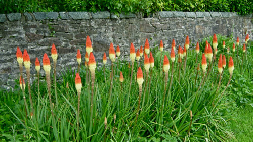Cómo cuidar el lirio antorcha (Kniphofia uvaria)