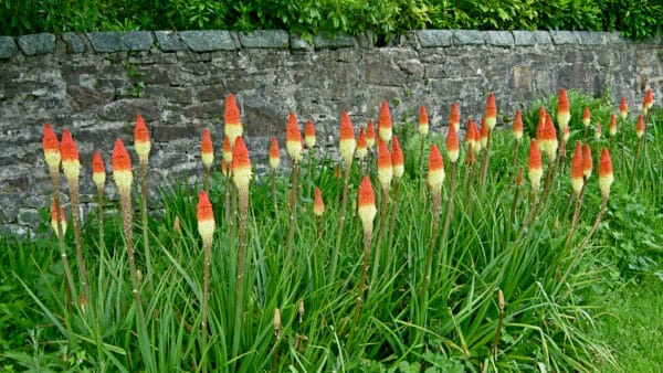 Cómo cuidar el lirio antorcha (Kniphofia uvaria)