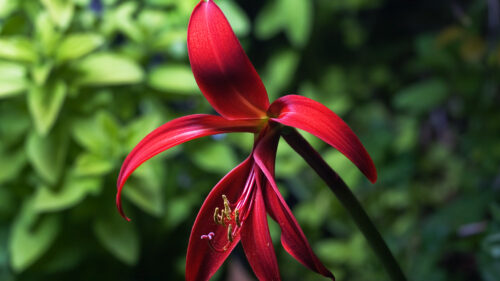 Cómo cuidar el lirio azteca (Sprekelia formosissima)