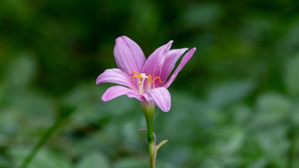 Cómo cuidar el lirio de lluvia (Zephyranthes spp.)