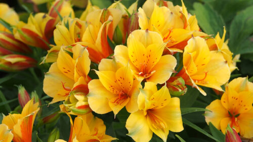 Cómo cuidar el lirio de los incas (Alstroemeria spp.)