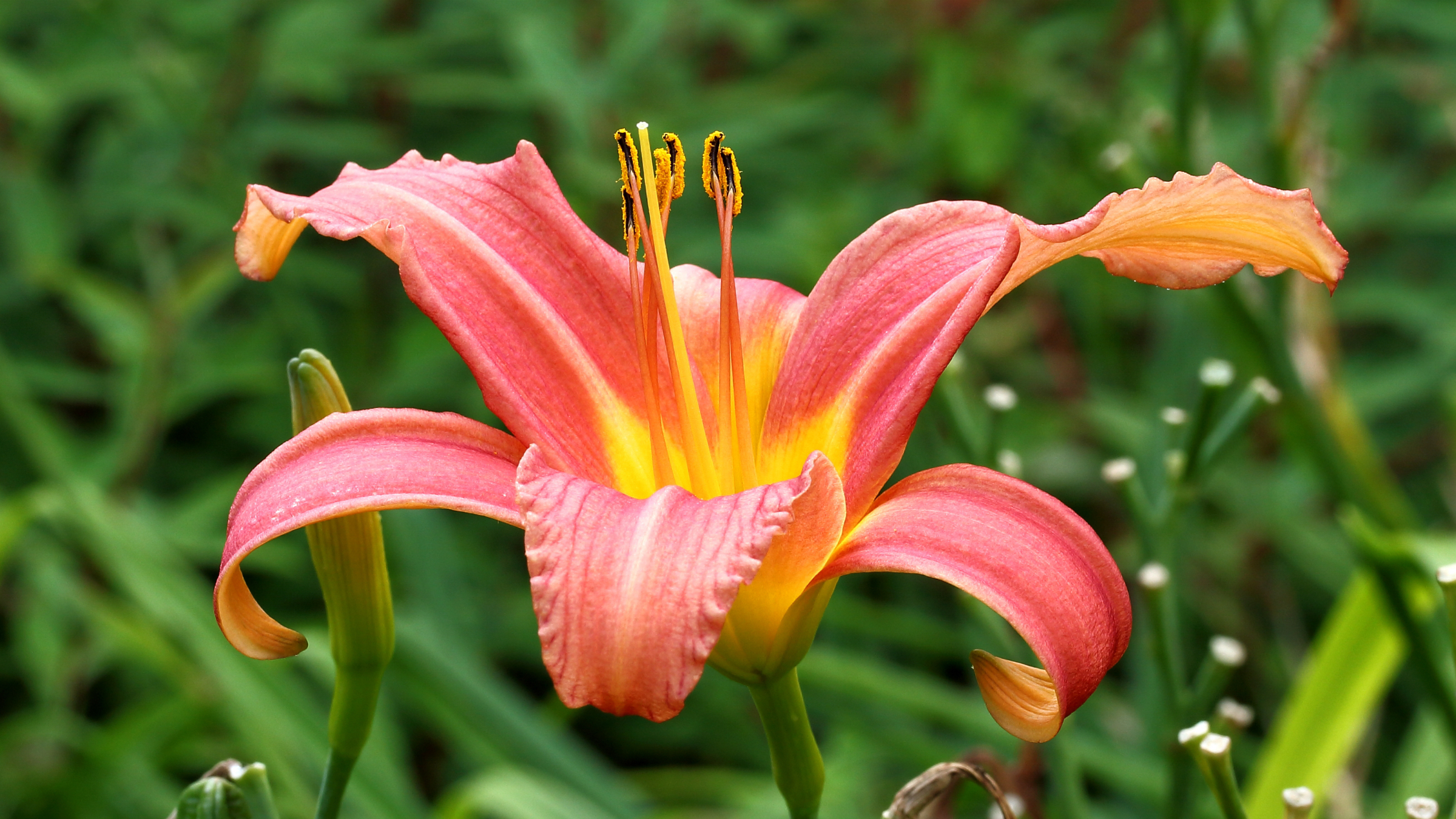 Lirio de un día (Hemerocallis spp.)