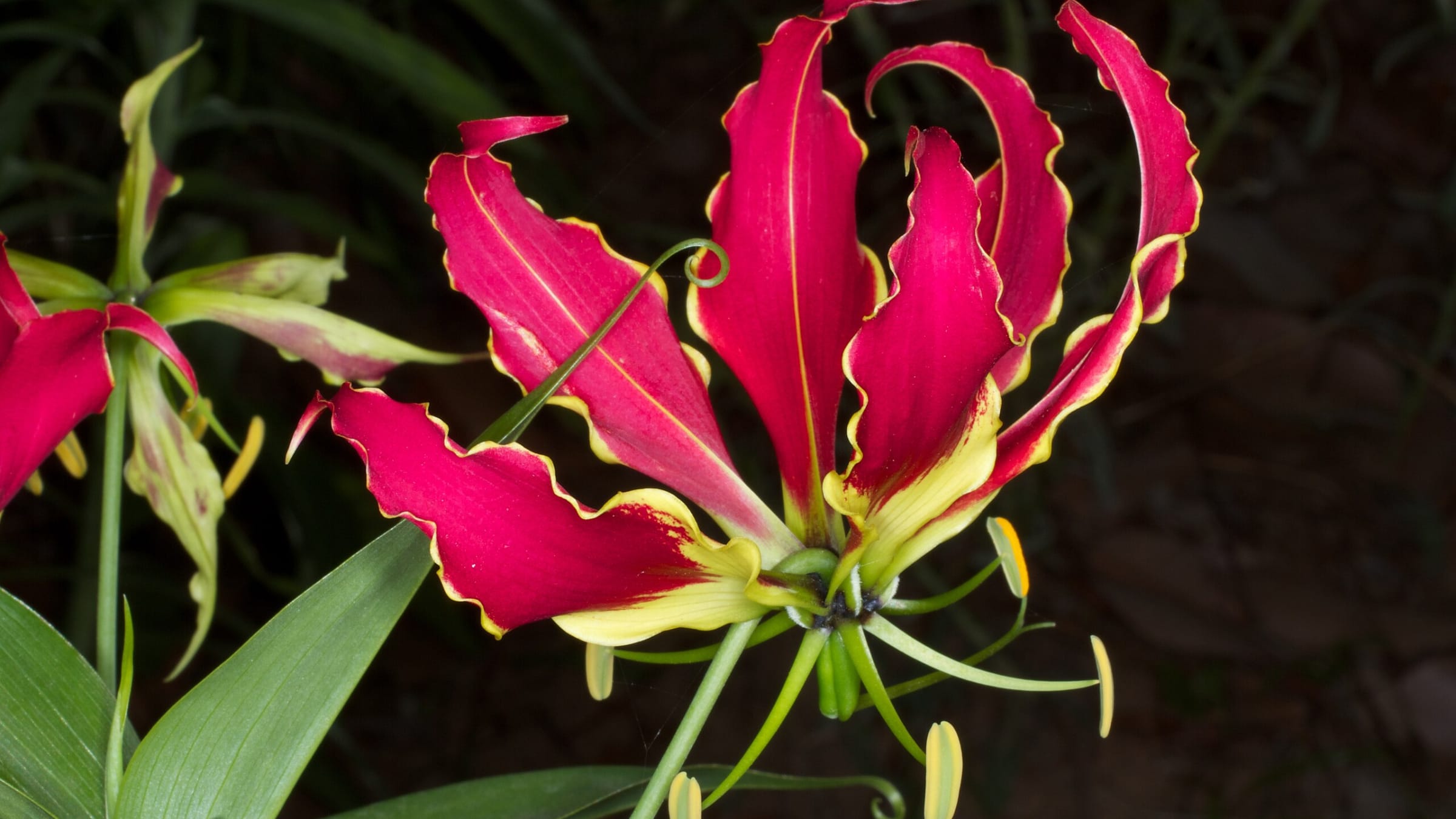 Lirio escalador (Gloriosa superba)