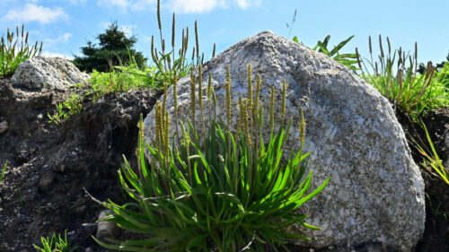Cómo cuidar el llantén mayor (Plantago major)