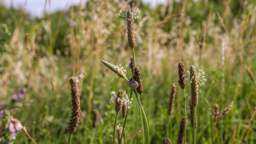Cómo cuidar el llantén menor (Plantago lanceolata)