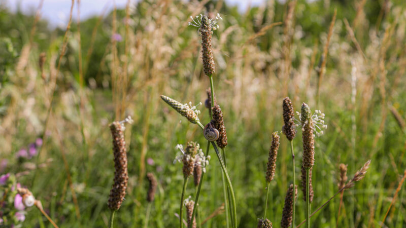 Cómo cuidar el llantén menor (Plantago lanceolata)